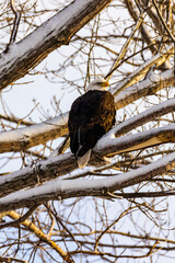Beautiful shot of bald eagle sitting on a snowy ranch in a sunny day