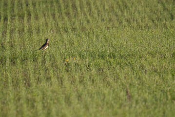 Southern Lapwing in the countryside, La Pampa province, Argentina.
