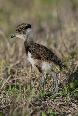 Fototapeta premium Southern Lapwing chick , La Pampa Argentina