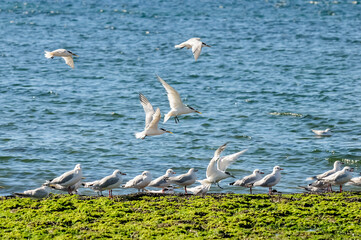 Gull and tern flock, Patagonia, Argentina