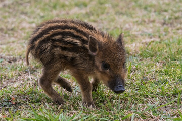 Baby wild boar ,Sus scrofa, La Pampa , Argentina. © foto4440
