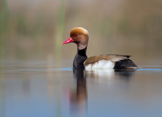 beautiful colored duck floats on the lake