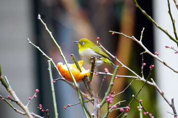 枝に刺したミカンに寄ってきたメジロ