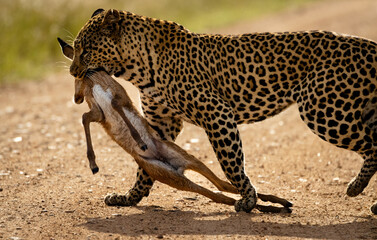 Young male leopard carrying its prey across the gravel road into the nearby bushes on a sunny day