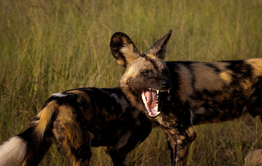 Close-up shot of an angry growling African wild dog in the Kruger national park