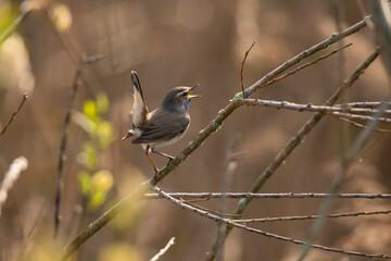 Bluethroat, Luscinia svecica