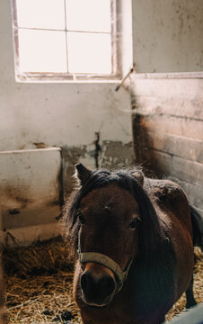 Brown small adorable horse in the barn