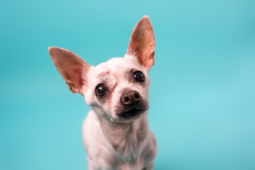 Senior Chihuahua dog on colorful baby blue background. senior dog. 