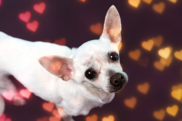 Senior Chihuahua dog on colorful hearts background. senior dog. 