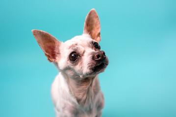 Senior Chihuahua dog on colorful baby blue background. senior dog. 