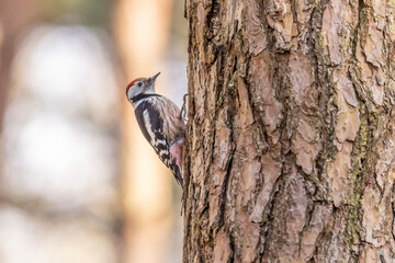 middle spotted woodpecker, Leiopicus medius