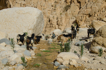 Group of goats at the scenic valley of Dana reserve, Jordan