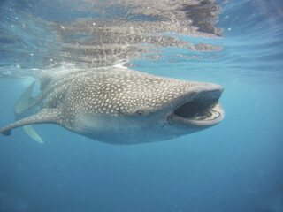 Closeup shot of a whale shark swimming with its mouth wide open in the crystal clear waters