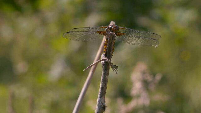 Close-up of a dragonfly from the front, it observes around it then it flies away in slow-motion.