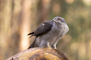 Hawk, Goshawk. Accipiter gentilis