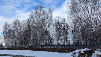 winter landscape with trees