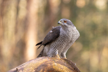 Hawk, Goshawk. Accipiter gentilis