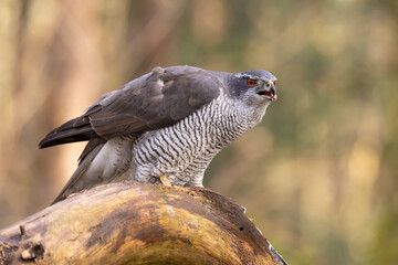Hawk, Goshawk. Accipiter gentilis