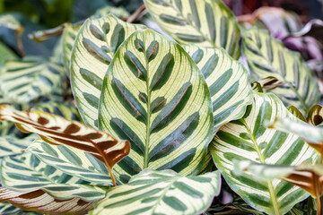 Goeppertia makoyana (syn. Calathea makoyana). This plant is also known as peacock plant or...