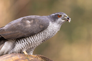 Hawk, Goshawk. Accipiter gentilis