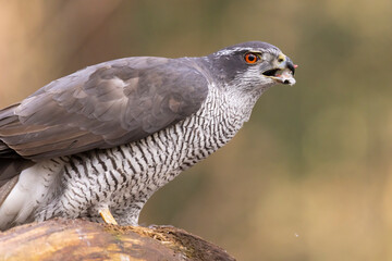 Hawk, Goshawk. Accipiter gentilis