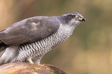 Hawk, Goshawk. Accipiter gentilis