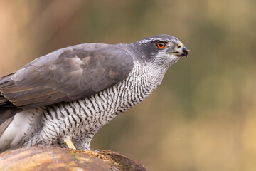 Hawk, Goshawk. Accipiter gentilis