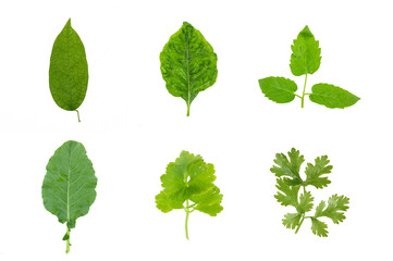 Vegetable leaf set