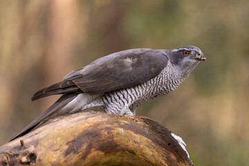 Hawk, Goshawk. Accipiter gentilis