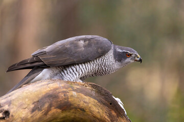 Hawk, Goshawk. Accipiter gentilis