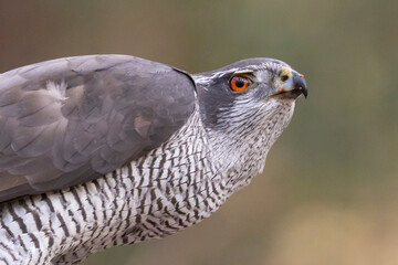Hawk, Goshawk. Accipiter gentilis