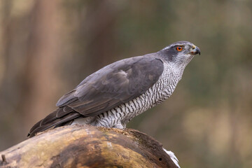Hawk, Goshawk. Accipiter gentilis