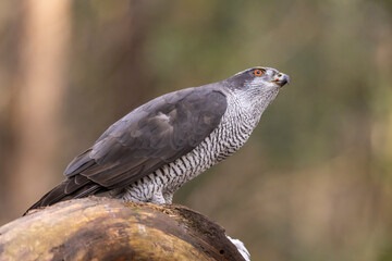 Hawk, Goshawk. Accipiter gentilis