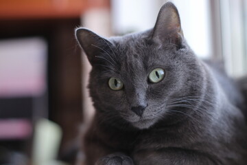 russian blue cat 