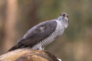 Hawk, Goshawk. Accipiter gentilis