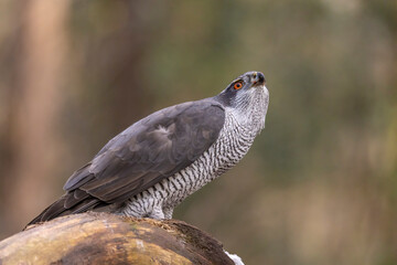 Hawk, Goshawk. Accipiter gentilis