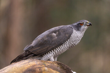 Obraz premium Hawk, Goshawk. Accipiter gentilis