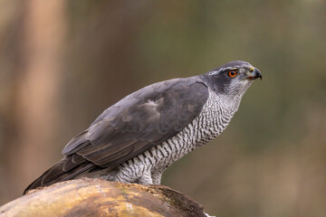Hawk, Goshawk. Accipiter gentilis