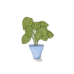 Green arrowroot plant in a blue pot on a white background