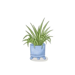 Green leafy plant Chlorophytum in a blue pot on a white background