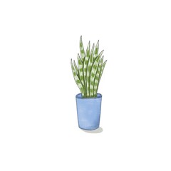 Green plant sansevieria in a blue pot on a white background