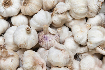 A bunch of heads of garlic close-up.