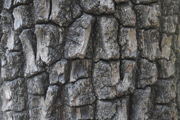 wood texture in the forest