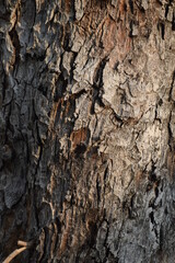 wood texture in the forest
