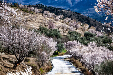 Fototapeta na wymiar cherry blossom in the mountains
