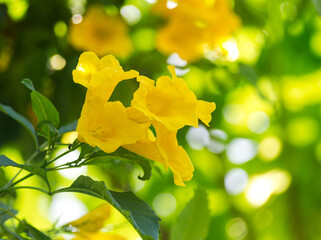 beautiful blooming yellow flowers among the green leaves