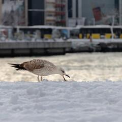 
Istanbul, Snow, Seagull and life