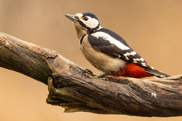 Great spotted woodpecker, Dendrocopos major