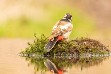 Great spotted woodpecker, Dendrocopos major