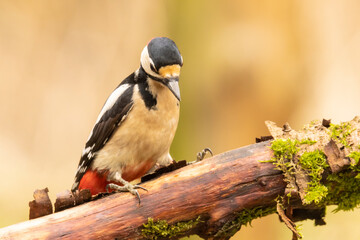 Great spotted woodpecker, Dendrocopos major